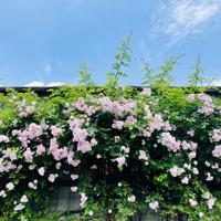 吃面包小能手头像