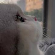 qinghe的个人资料头像