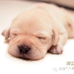 益达YReDota2头像