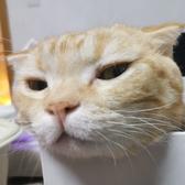 山鹰善逸头像