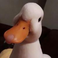 想买车的青城头像