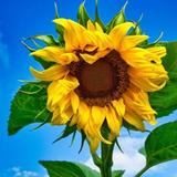 向葵花178头像