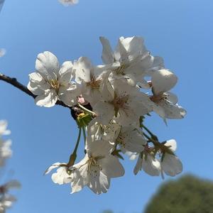 小玥玥抗白中（橱窗有好物）头像