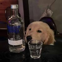 我单手开川崎H2头像