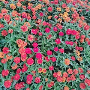 爱笑橘子5t4头像