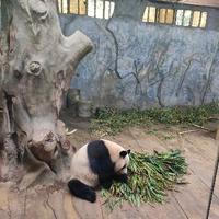 乖乖丶大熊猫头像