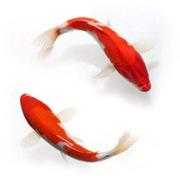 闭关苦练内功的个人资料头像