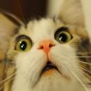 DraculeMihawk的个人资料头像