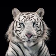 rightsubtree的个人资料头像