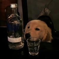 晚今安头像
