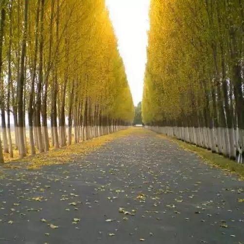 小沃的沃尔沃头像