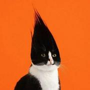 阿猫阿狗875的个人资料头像