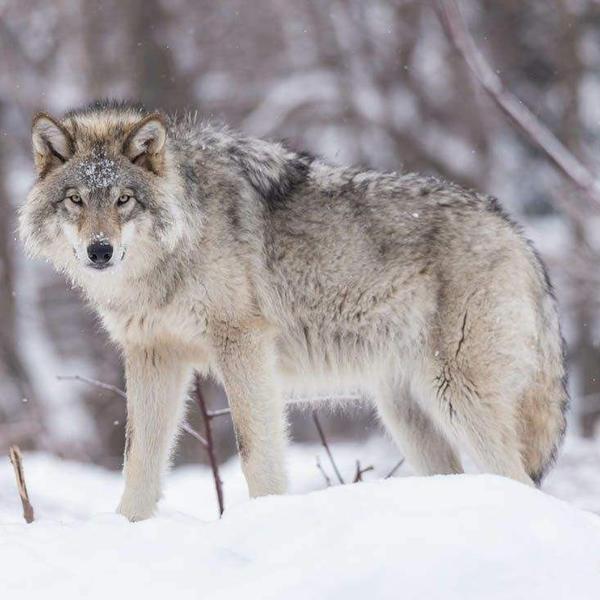 匹夫欺我太甚也头像