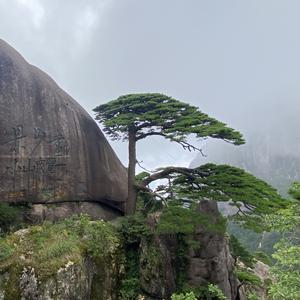 砀山梨看体育头像