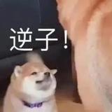 棒打狍子瓢舀鱼呀头像