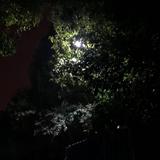 蔡大澳头像