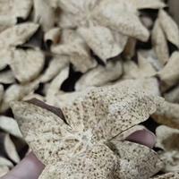 陈皮徼lgj9515头像