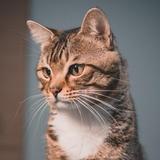吃到破产的猫头像