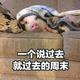 有情怀的胡萝卜头像