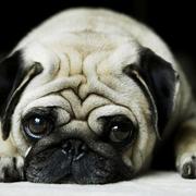 林大仙的个人资料头像