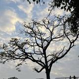 九把刀没有刀头像