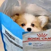 疯狂吃洋葱的个人资料头像