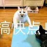 多弗朗小明的猫头像