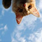 Tofu505的个人资料头像