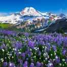 摧眉折腰_搬砖工的个人资料头像