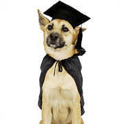 哈士企的个人资料头像