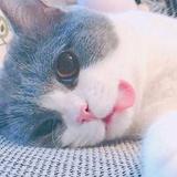 Z.头像
