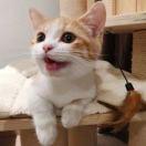 枫情的个人资料头像