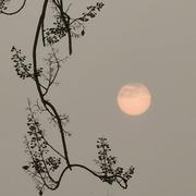 萨基咔哒斯的个人资料头像