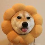 小趴菜的生活6头像