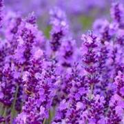 ljxy的个人资料头像