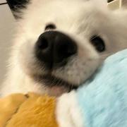 Resolve的个人资料头像