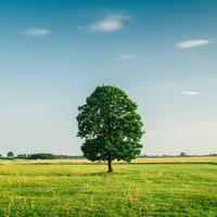 博学葡萄ay头像