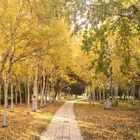 活泼松鼠hHi头像