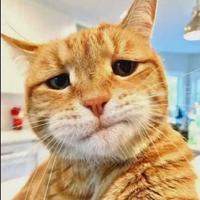 肥猪阿三头像
