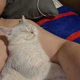 谁买特斯拉啊头像