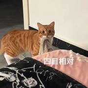 微凉半度的个人资料头像