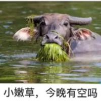 流浪网络头像