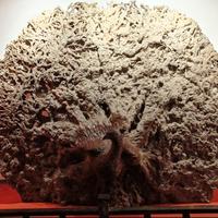 用户55957189112头像