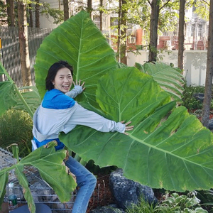 若桐植物通（10月中线下课）头像