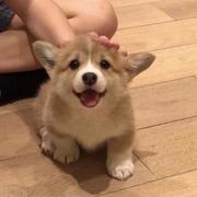 执手看星辰的个人资料头像