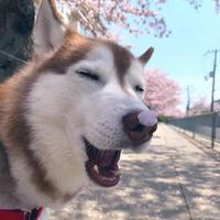 ๓小野猪๓头像