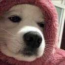 Wallacebin的个人资料头像