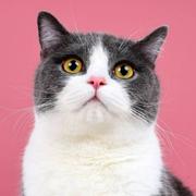 GawainYin的个人资料头像