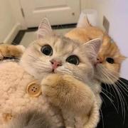 清醒是个胖子的个人资料头像