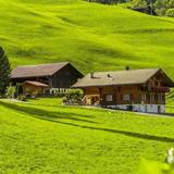 风姿卓越芒果SF头像